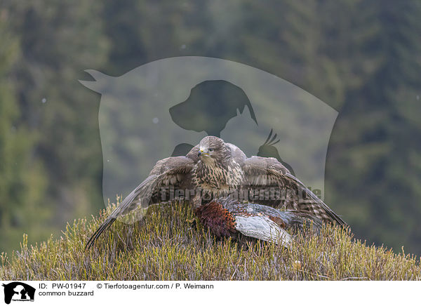 Musebussard / common buzzard / PW-01947