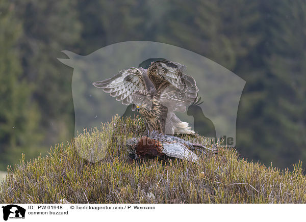 Musebussard / common buzzard / PW-01948