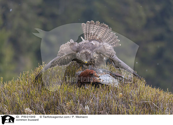 common buzzard / PW-01949