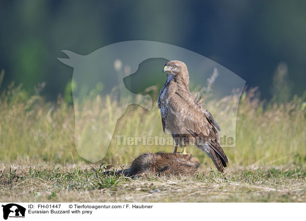 Eurasian Buzzard with prey / FH-01447