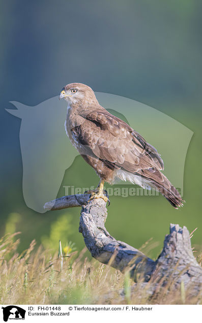 Eurasian Buzzard / FH-01448