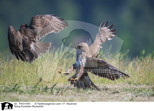 flying Eurasian Buzzards / FH-01461
