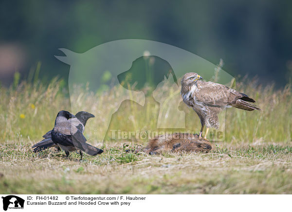 Musebussard und Nebelkrhen mit Beute / Eurasian Buzzard and Hooded Crow with prey / FH-01482