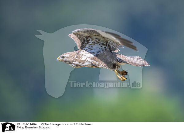 flying Eurasian Buzzard / FH-01484