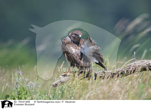 Musebussard / Eurasian Buzzard / FH-01495