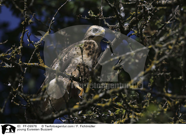 junger Musebussard / young Eurasian Buzzard / FF-09976