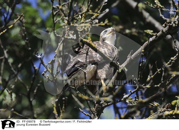 junger Musebussard / young Eurasian Buzzard / FF-09978