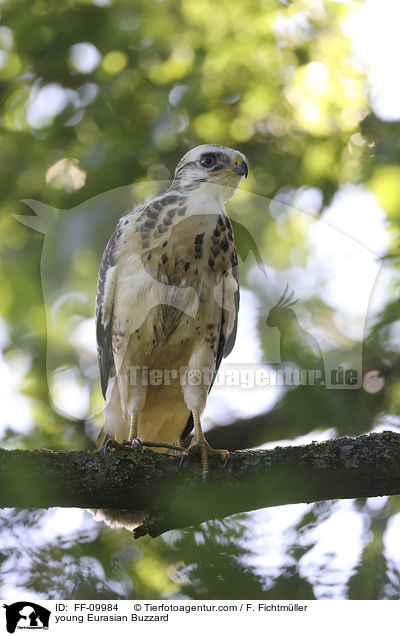 junger Musebussard / young Eurasian Buzzard / FF-09984