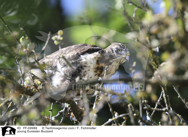 young Eurasian Buzzard / FF-09988