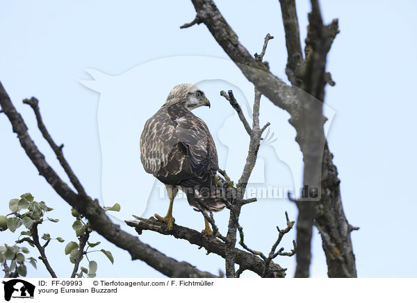 young Eurasian Buzzard / FF-09993
