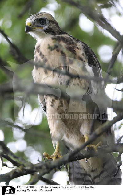 junger M�usebussard / young Eurasian Buzzard / FF-09996