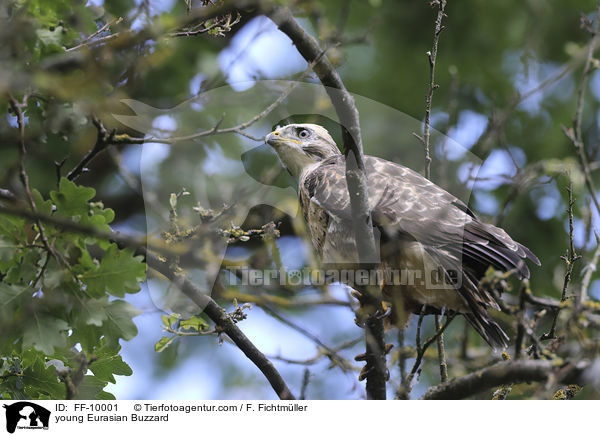 junger Musebussard / young Eurasian Buzzard / FF-10001