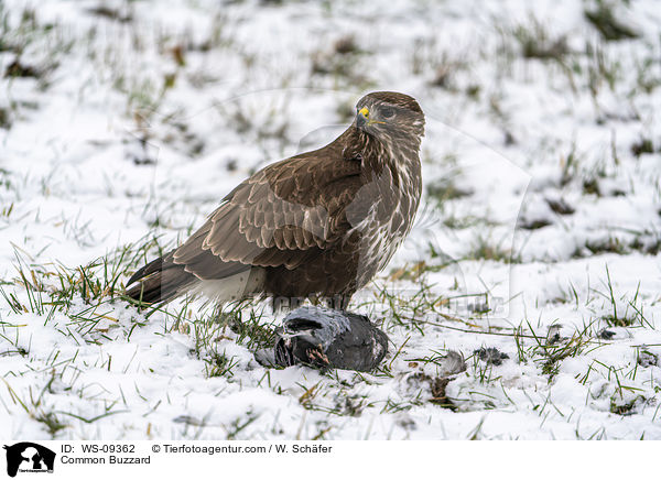 Common Buzzard / WS-09362