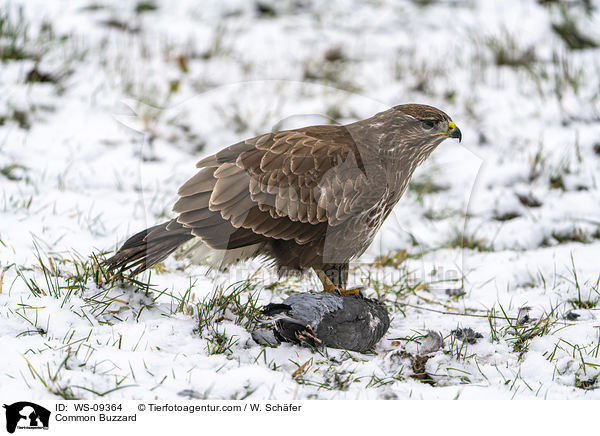 Musebussard / Common Buzzard / WS-09364