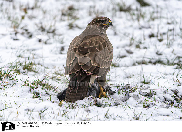 Musebussard / Common Buzzard / WS-09366