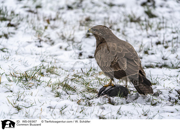 Common Buzzard / WS-09367