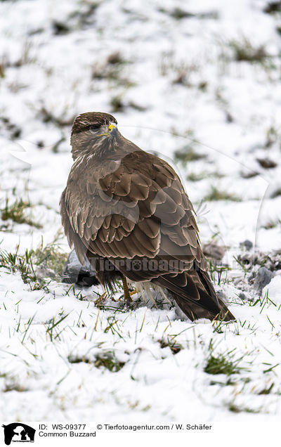 Musebussard / Common Buzzard / WS-09377