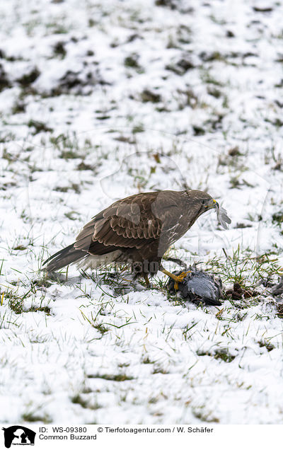 Common Buzzard / WS-09380