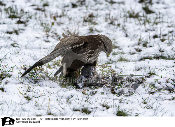 Common Buzzard / WS-09386