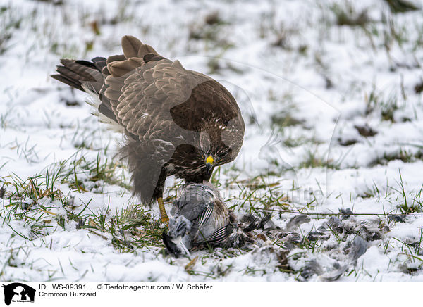 Common Buzzard / WS-09391