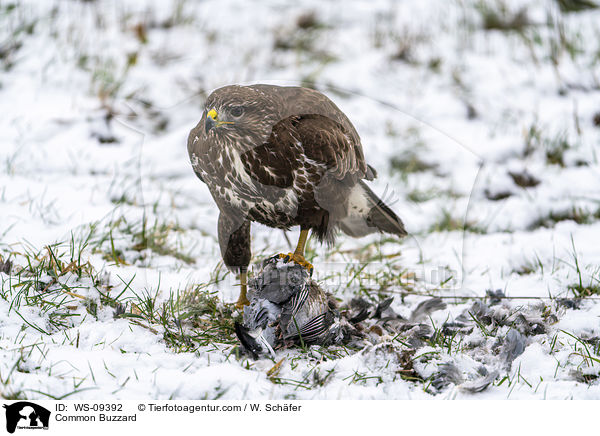 Musebussard / Common Buzzard / WS-09392
