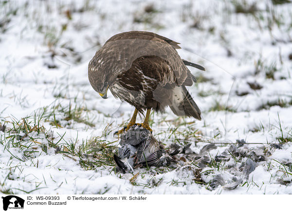 Musebussard / Common Buzzard / WS-09393