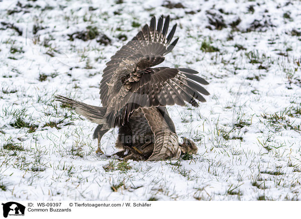 Musebussarde / Common Buzzards / WS-09397