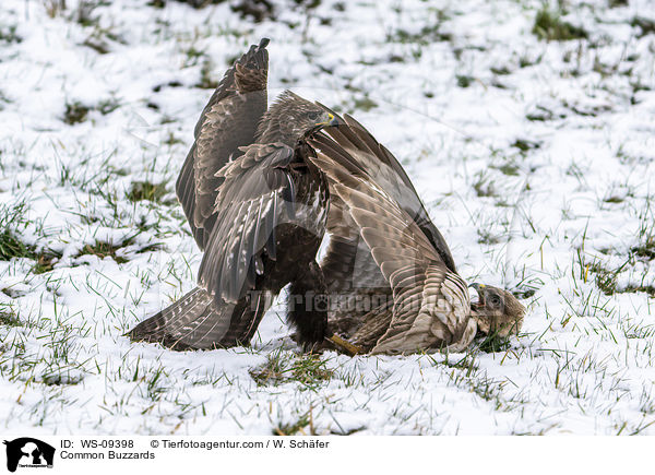 Musebussarde / Common Buzzards / WS-09398