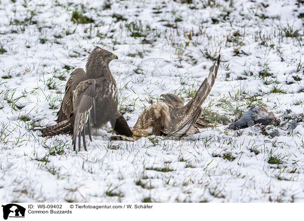 Musebussarde / Common Buzzards / WS-09402
