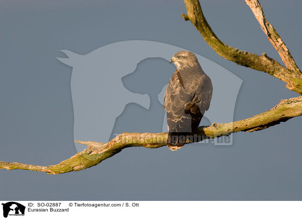 Musebussard / Eurasian Buzzard / SO-02887