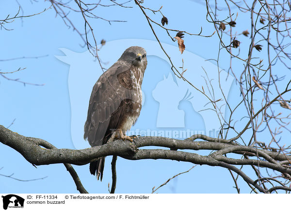Musebussard / common buzzard / FF-11334