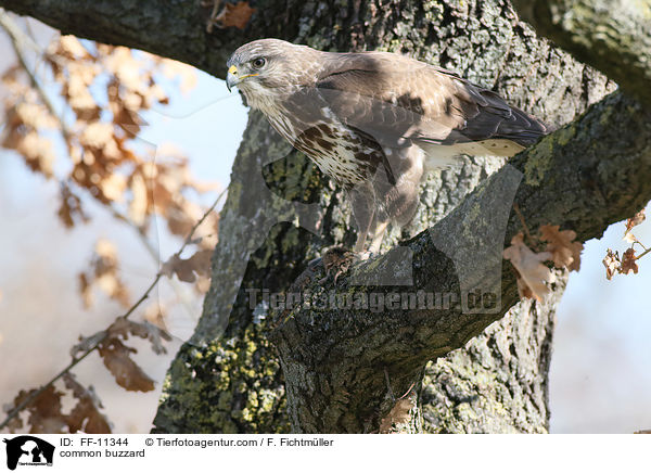 common buzzard / FF-11344