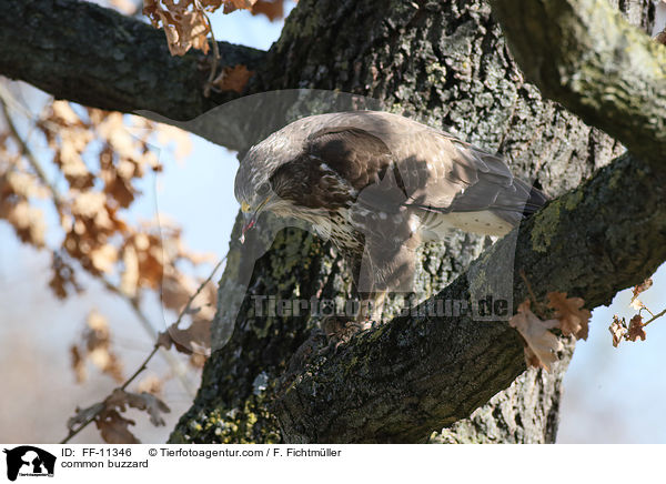 common buzzard / FF-11346