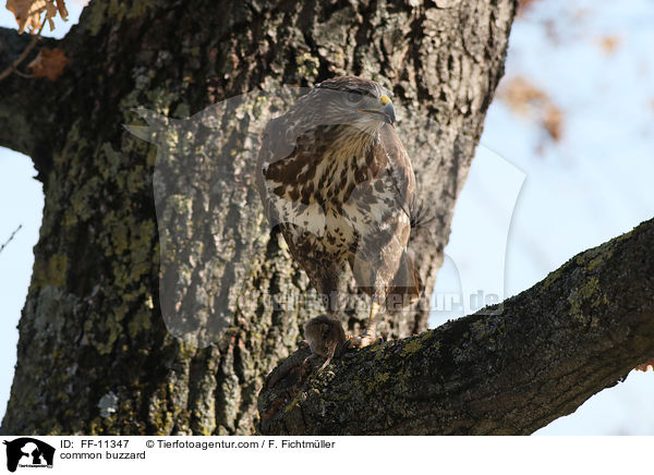 common buzzard / FF-11347