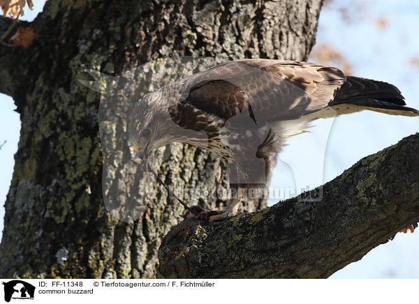 Musebussard / common buzzard / FF-11348