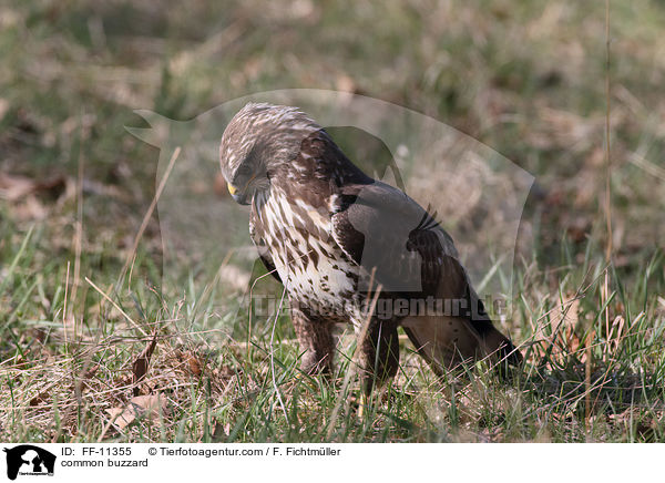 common buzzard / FF-11355