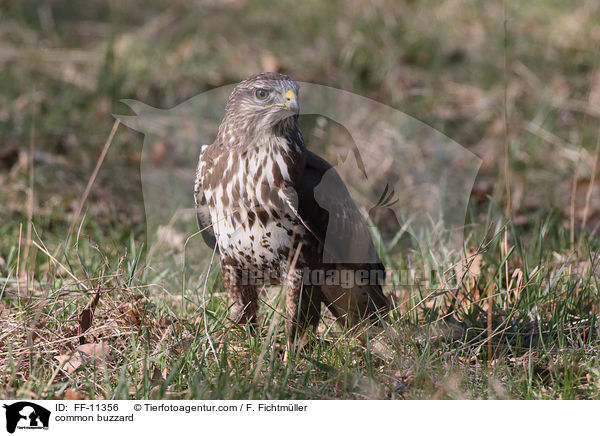 common buzzard / FF-11356