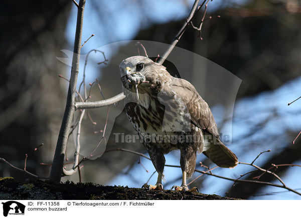 common buzzard / FF-11358