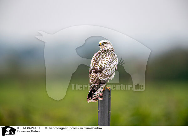 Musebussard / Eurasian Buteo / MBS-24457