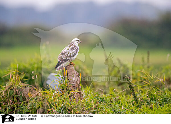 Eurasian Buteo / MBS-24458