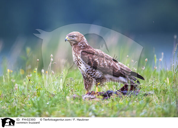 common buzzard / FH-02393