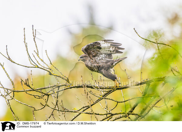 M�usebussard / Common buzzard / DMS-17974
