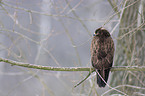 eurasian buzzard