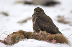 eurasian buzzard