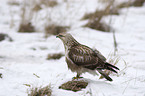 eurasian buzzard