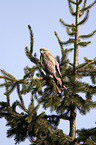 eurasian buzzard