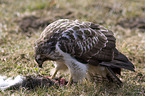 eurasian buzzard