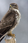 eurasian buzzard