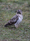 eurasian buzzard