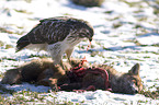 eurasian buzzard